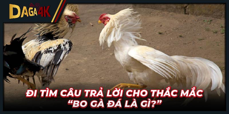 Đi tìm câu trả lời cho thắc mắc “bo gà đá là gì?”