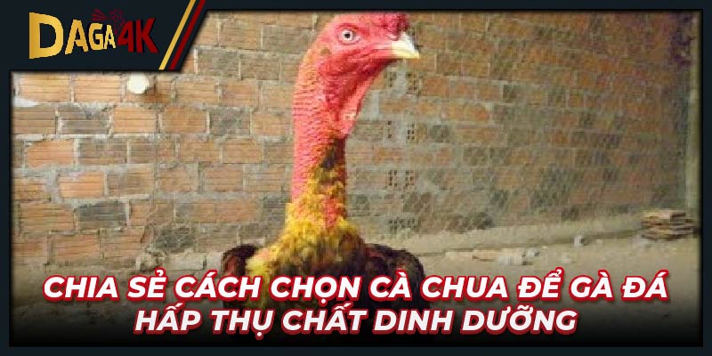 Chia sẻ cách chọn cà chua để gà đá hấp thụ chất dinh dưỡng