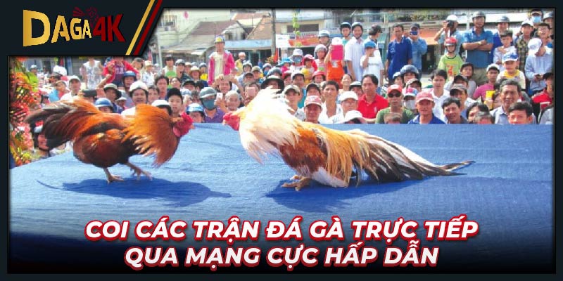 Coi các trận đá gà trực tiếp qua mạng cực hấp dẫn