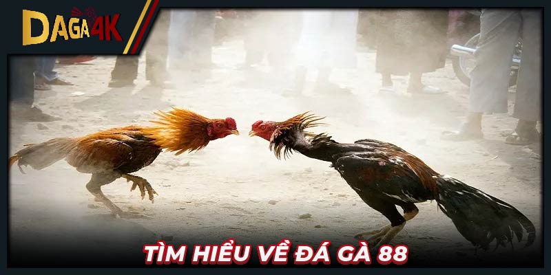 Tìm hiểu về Đá gà 88