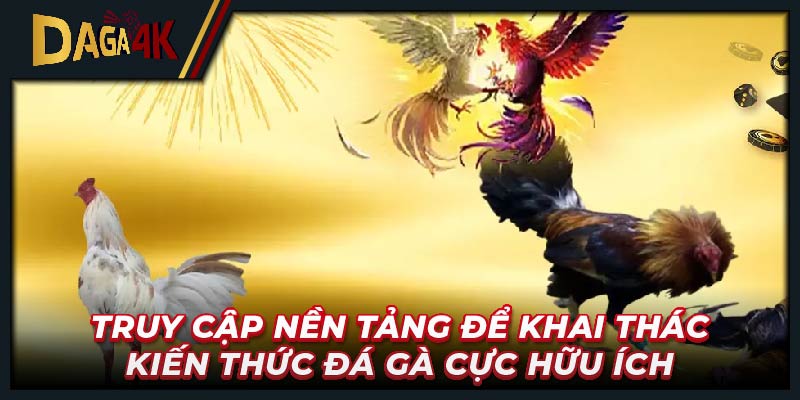 Truy cập nền tảng để khai thác kiến thức đá gà cực hữu ích