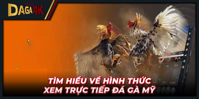 Tìm hiểu về hình thức đá gà bình luận viên