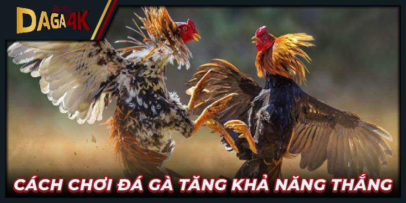 Cách chơi đá gà tăng khả năng thắng