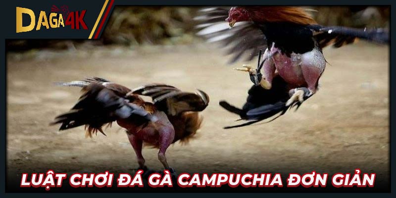 Luật chơi đá gà Campuchia đơn giản