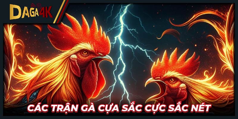 Các trận gà cựa sắc cực sắc nét