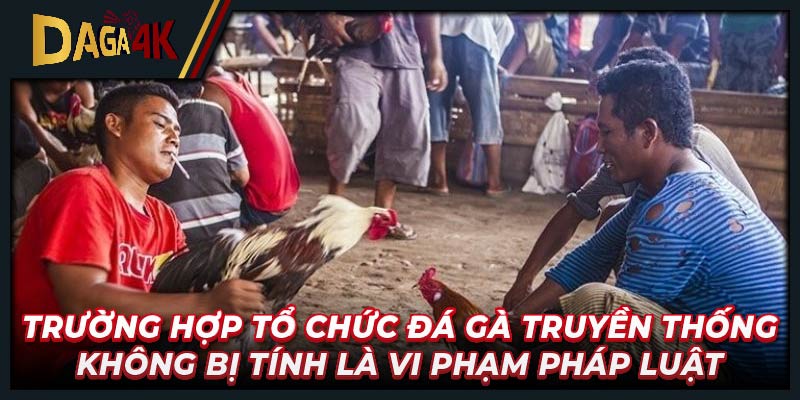 Trường hợp tổ chức đá gà truyền thống không bị tính là vi phạm pháp luật