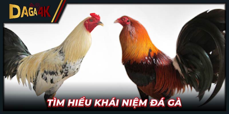 Tìm hiểu khái niệm đá gà