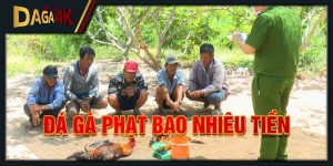 đá gà phạt bao nhiêu tiền