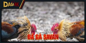 đá gà savan