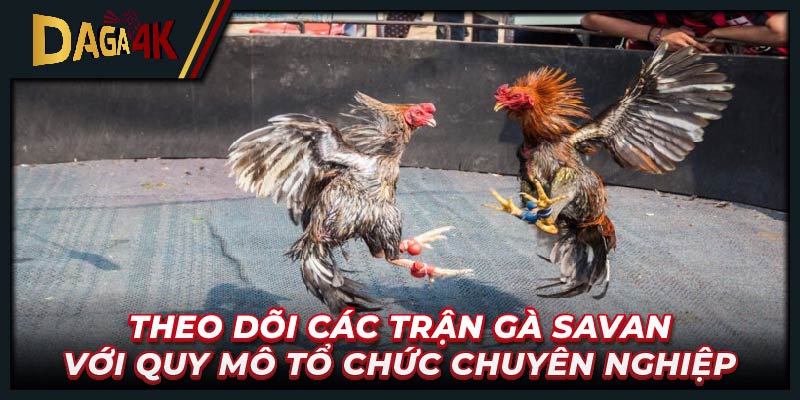 Theo dõi các trận gà Savan với quy mô tổ chức chuyên nghiệp