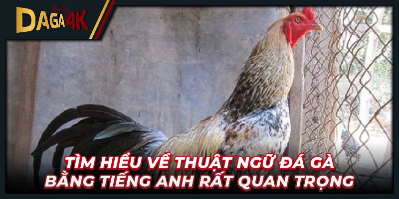 Tìm hiểu về thuật ngữ đá gà bằng Tiếng Anh rất quan trọng