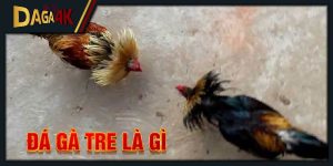 đá gà tre là gì