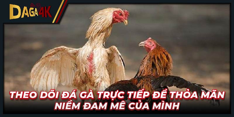 Theo dõi trực tiếp đá gà với cảm nhận cực chân thực