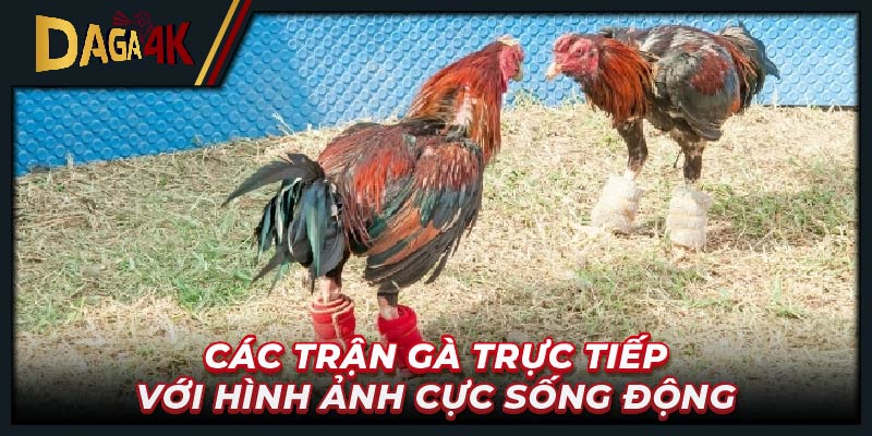 Các trận gà trực tiếp với hình ảnh cực sống động