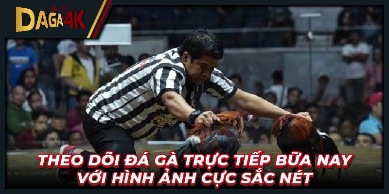 Theo dõi đá gà trực tiếp bữa nay với hình ảnh cực sắc nét