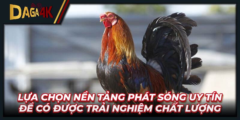 Lựa chọn nền tảng phát sóng uy tín để có được trải nghiệm chất lượng