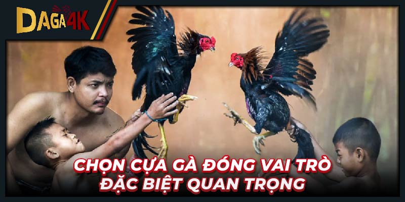 Chọn cựa gà đóng vai trò đặc biệt quan trọng 