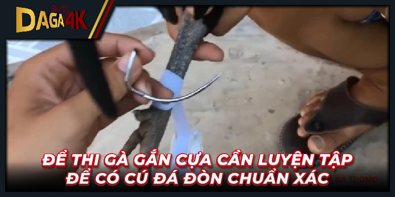 Để thi gà gắn cựa cần luyện tập để có cú đá đòn chuẩn xác