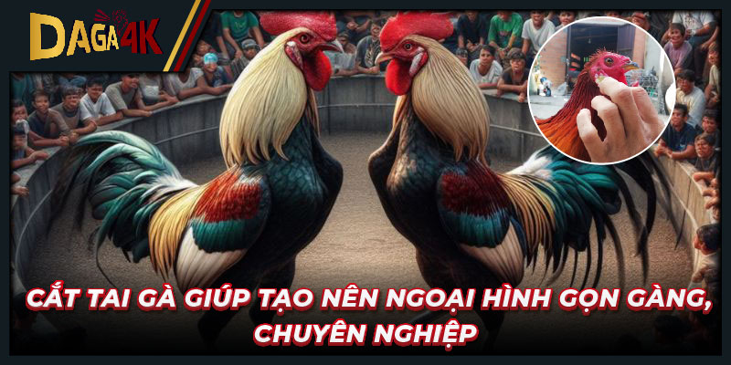 Cắt tai gà giúp tạo nên ngoại hình gọn gàng, chuyên nghiệp