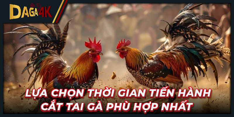 Lựa chọn thời gian tiến hành cắt tai gà phù hợp nhất