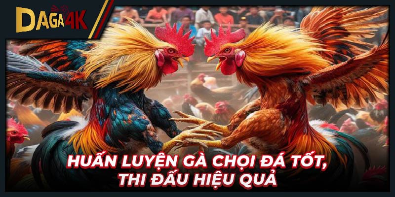 Chế độ dinh dưỡng đạt tiêu chuẩn cho gà chọi