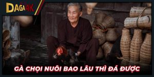 Gà chọi nuôi bao lâu thì đá được - Kinh nghiệm chăm gà chiến