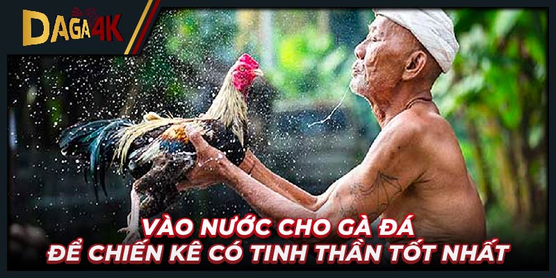 Vào nước cho gà đá để chiến kê có tinh thần tốt nhất