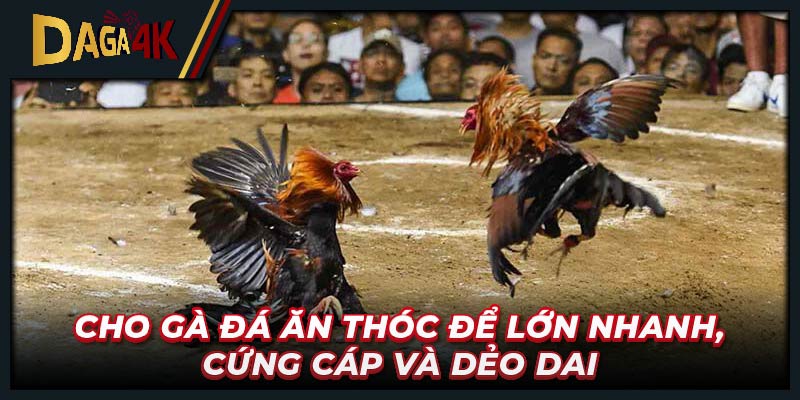 Cho gà đá ăn thóc để lớn nhanh, cứng cáp và dẻo dai