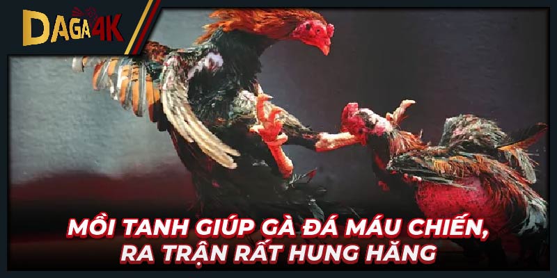 Mồi tanh giúp gà đá máu chiến, ra trận rất hung hăng