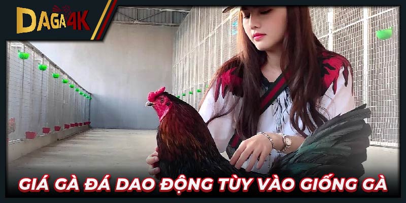 Giá gà đá dao động tùy vào giống gà