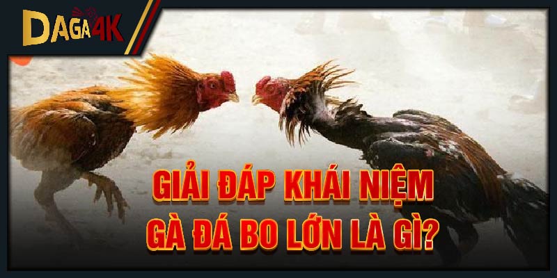 Giải đáp khái niệm gà đá bo lớn là gì