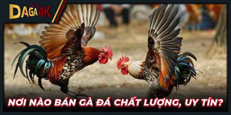 Nơi nào bán gà đá chất lượng, uy tín?