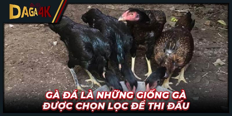 Gà đá là những giống gà được chọn lọc để thi đấu