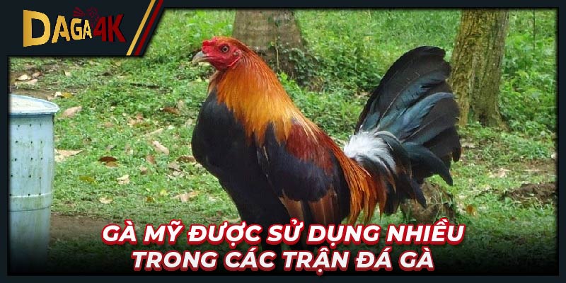 Gà Mỹ được sử dụng nhiều trong các trận đá gà