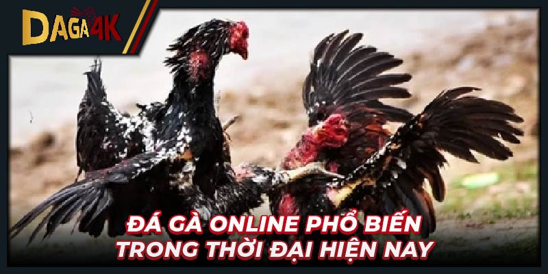 Gà đá mã kỵ là một giống gà chiến đặc biệt