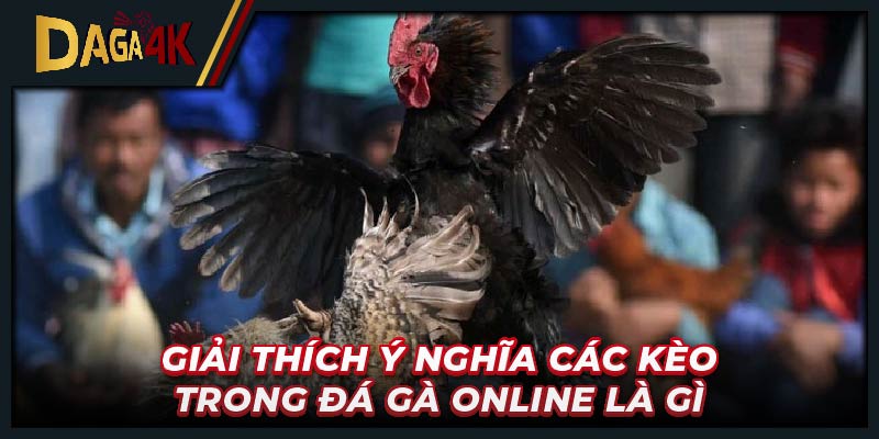 Gà đá mã kỵ cần chăm sóc đặc biệt