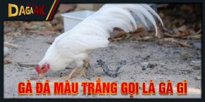 gà đá màu trắng gọi là gà gì