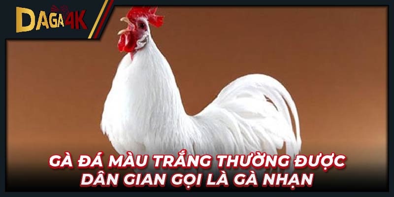 Gà đá màu trắng thường được dân gian gọi là gà Nhạn