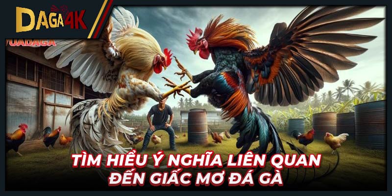 Tìm hiểu ý nghĩa liên quan đến giấc mơ đá gà