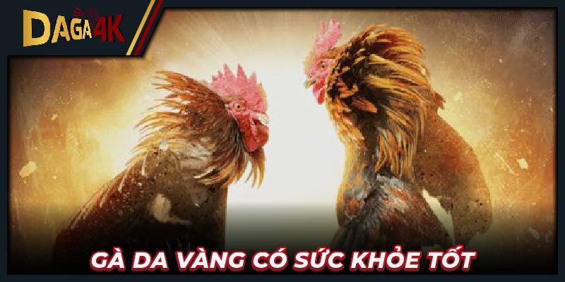 Gà da vàng có sức khỏe tốt