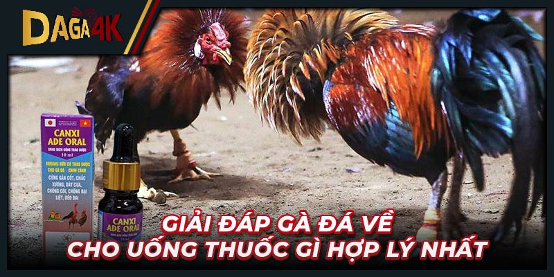 Giải đáp gà đá về cho uống thuốc gì hợp lý nhất