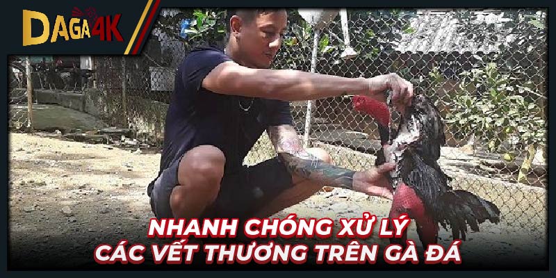 Nhanh chóng xử lý các vết thương trên gà đá