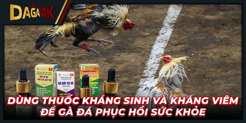 Dùng thuốc kháng sinh và kháng viêm để gà đá phục hồi sức khỏe