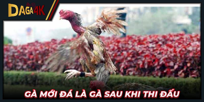 Gà mới đá là gà sau khi thi đấu