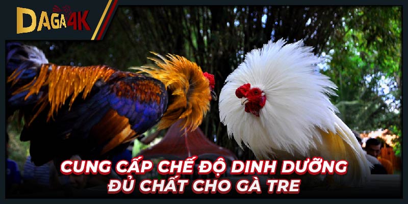 Cung cấp chế độ dinh dưỡng đủ chất cho gà tre