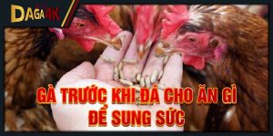 gà trước khi đá cho ăn gì