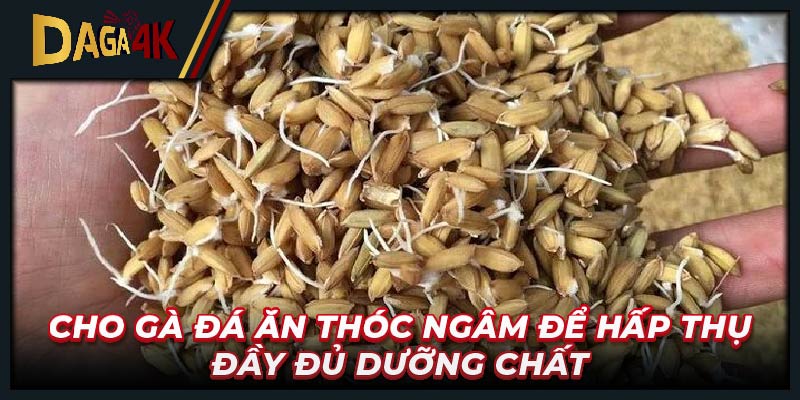 Cho gà đá ăn thóc ngâm để hấp thụ đầy đủ dưỡng chất