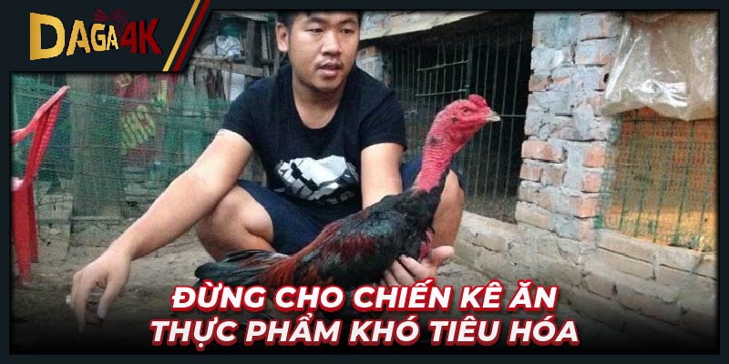 Đừng cho chiến kê ăn thực phẩm khó tiêu hóa