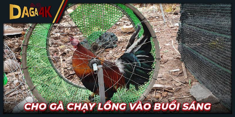 Cho gà chạy lồng vào buổi sáng