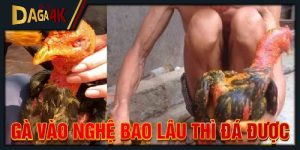 gà vào nghệ bao lâu thì đá được